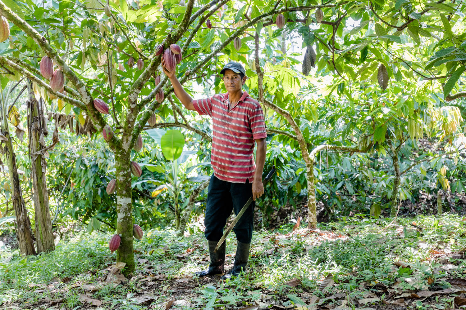 Nicaragua worker of cocoa