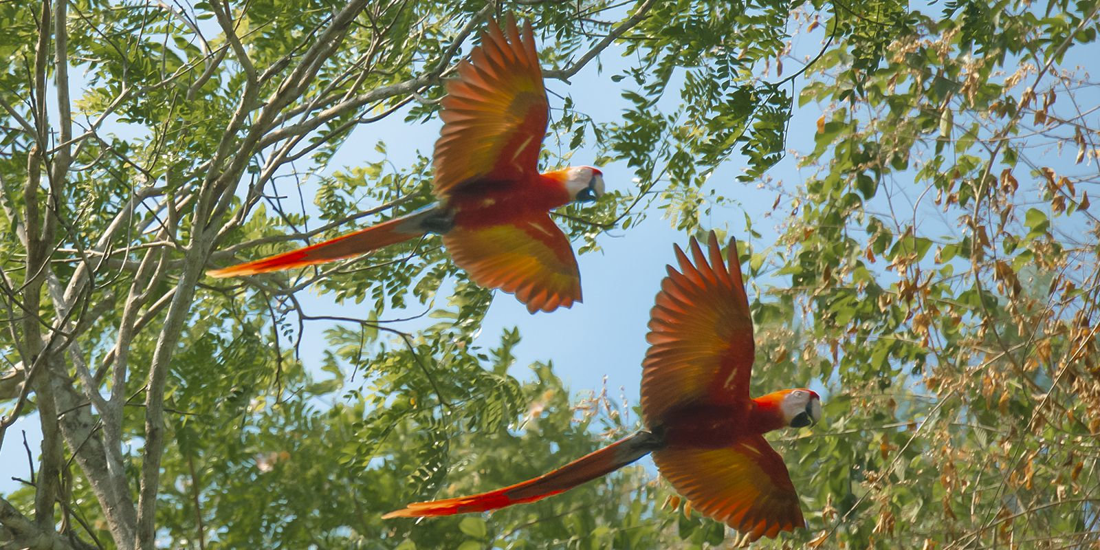 parrots in Nicaragua