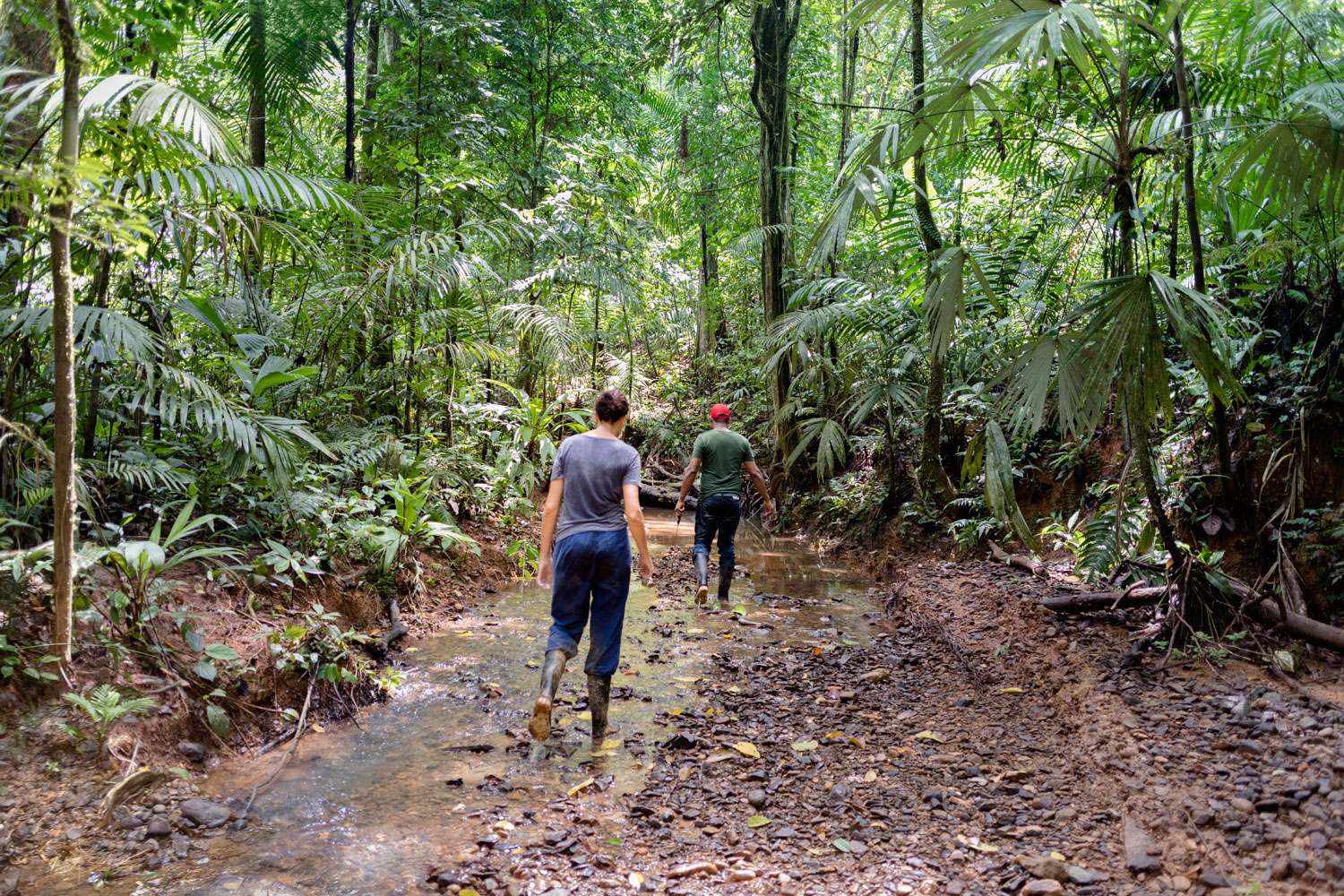 tropical forest near to Guacimo Lodge