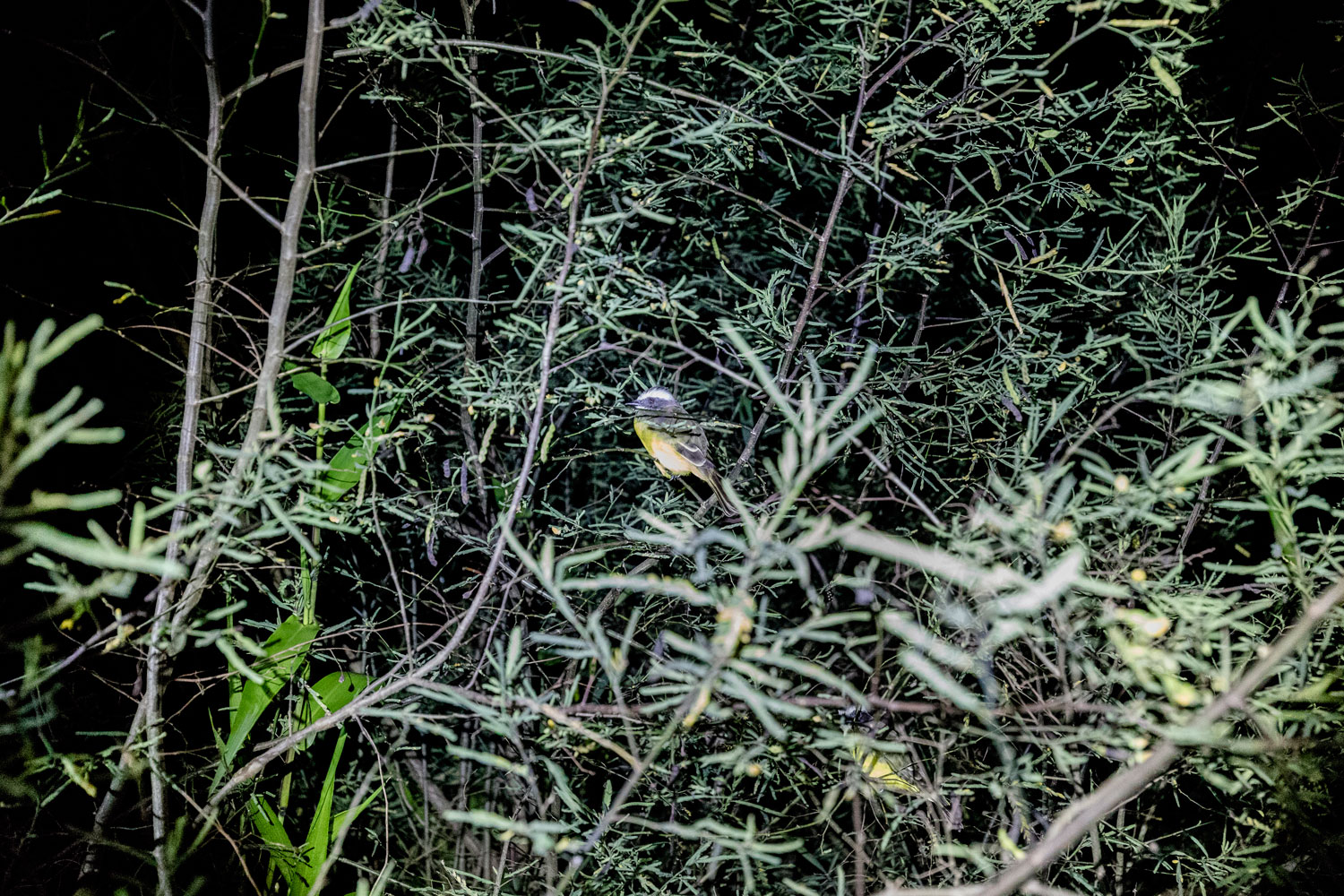bird hidig in Nicaragua