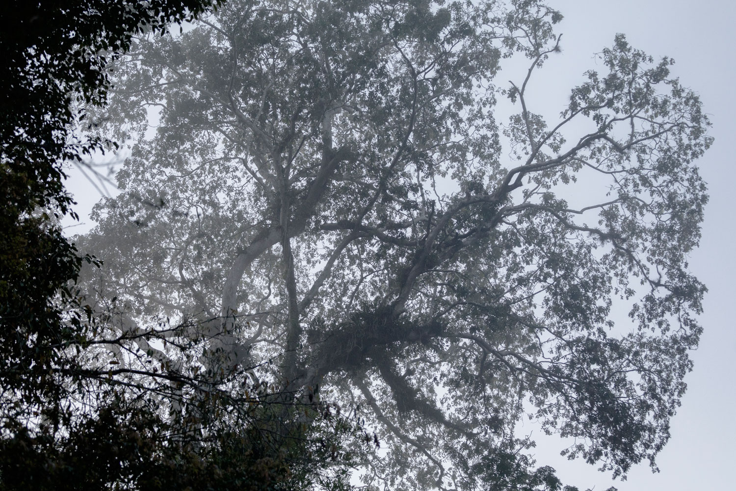 Nicaragua tree conservation