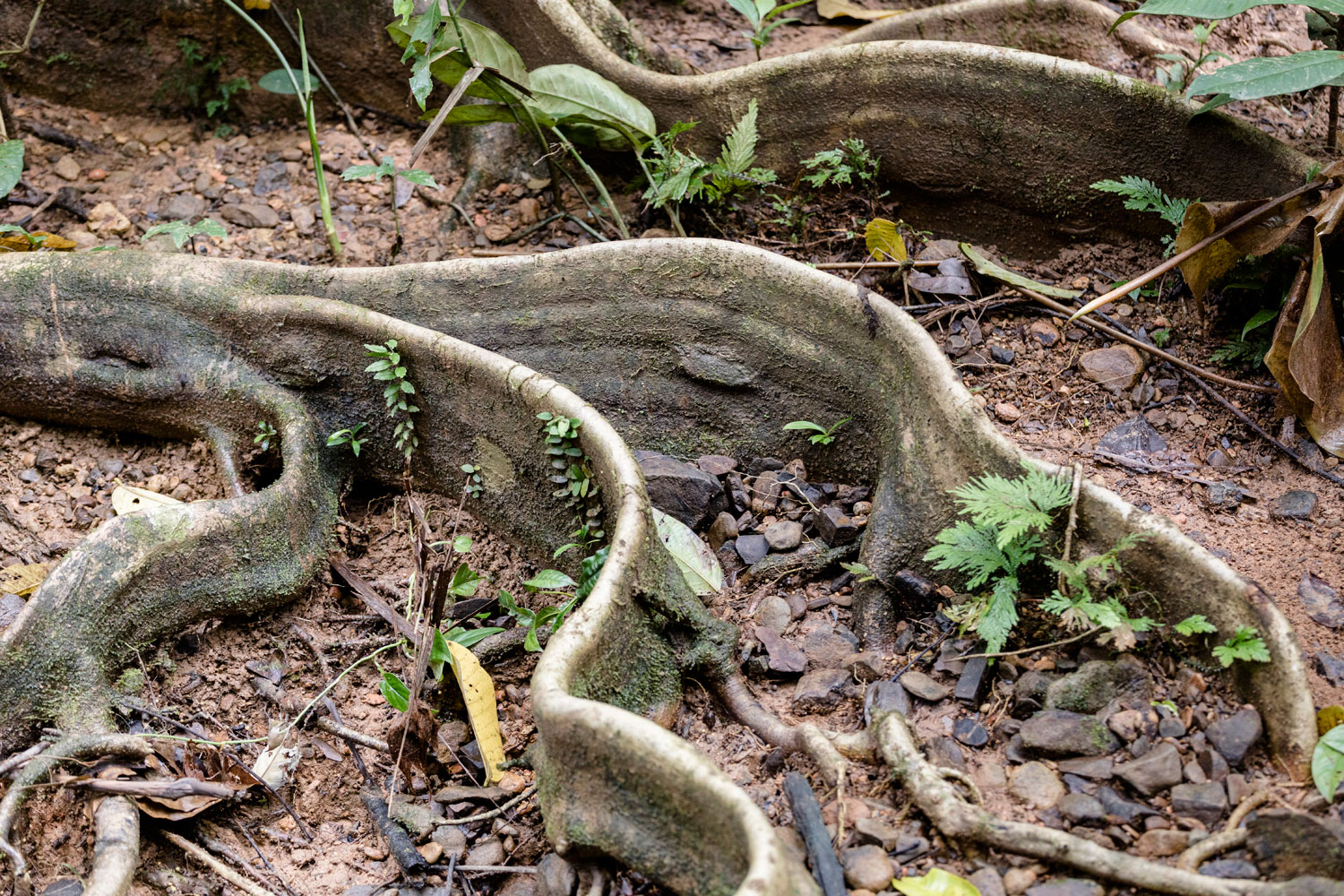 Nicaragua Nature conservation