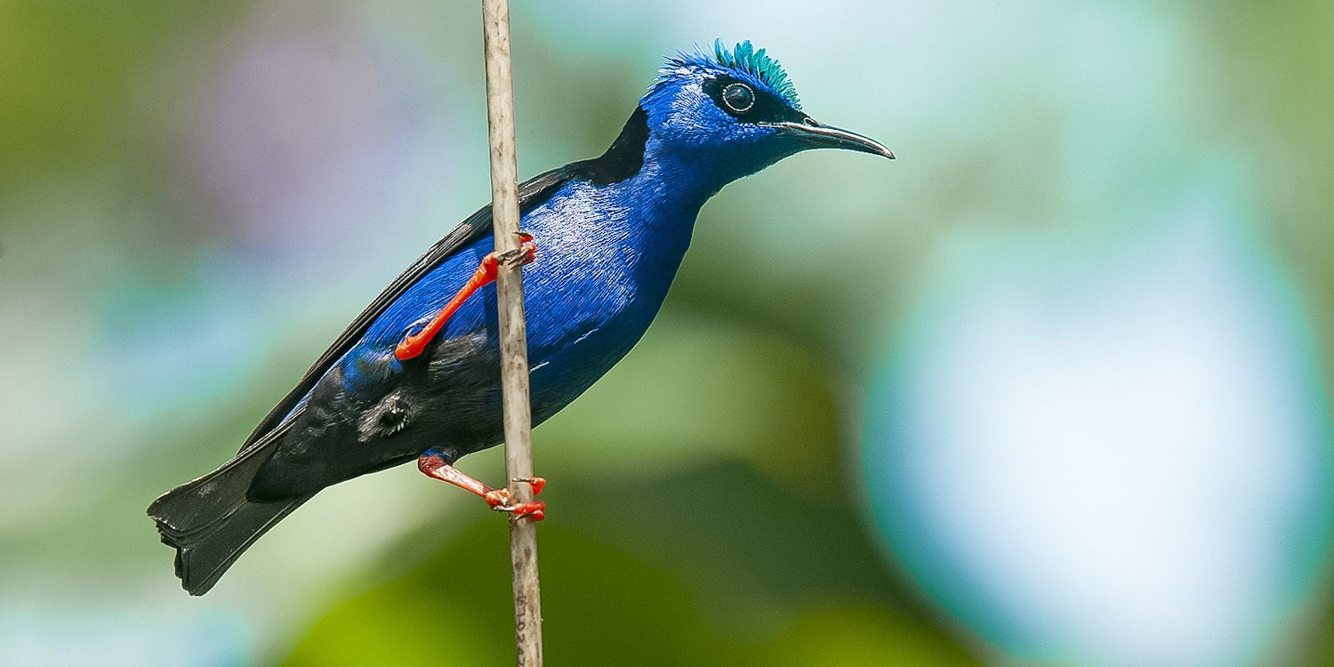 birds in Nicaragua from Guacimo Lodge