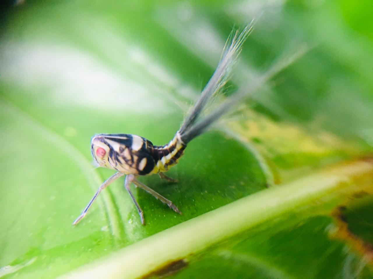 insects in Nicaragua Guacimo Ecolodge