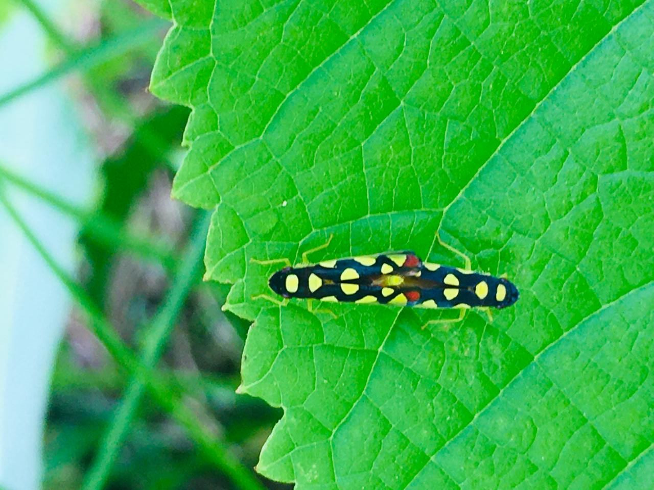 insects in Nicaragua. Stayng at Guacimo Ecolodge