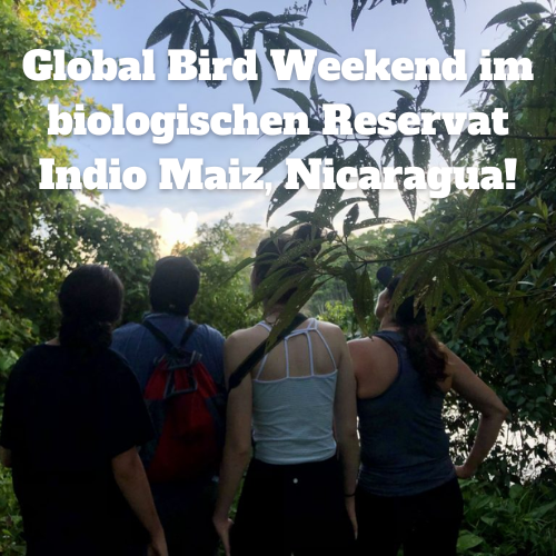 Guacimo Lodge birdwatching activity