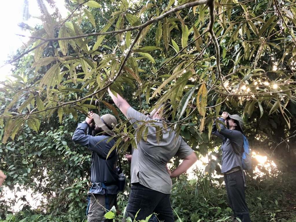 Birdwatching at Guacimo River Lodge