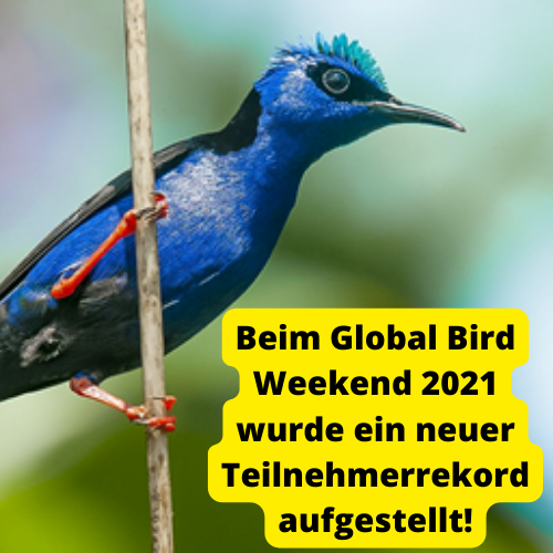 Global bird weekend