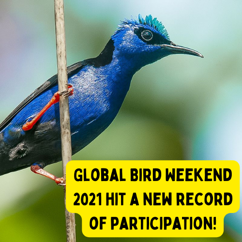 Global Bird Weekend Nicaragua