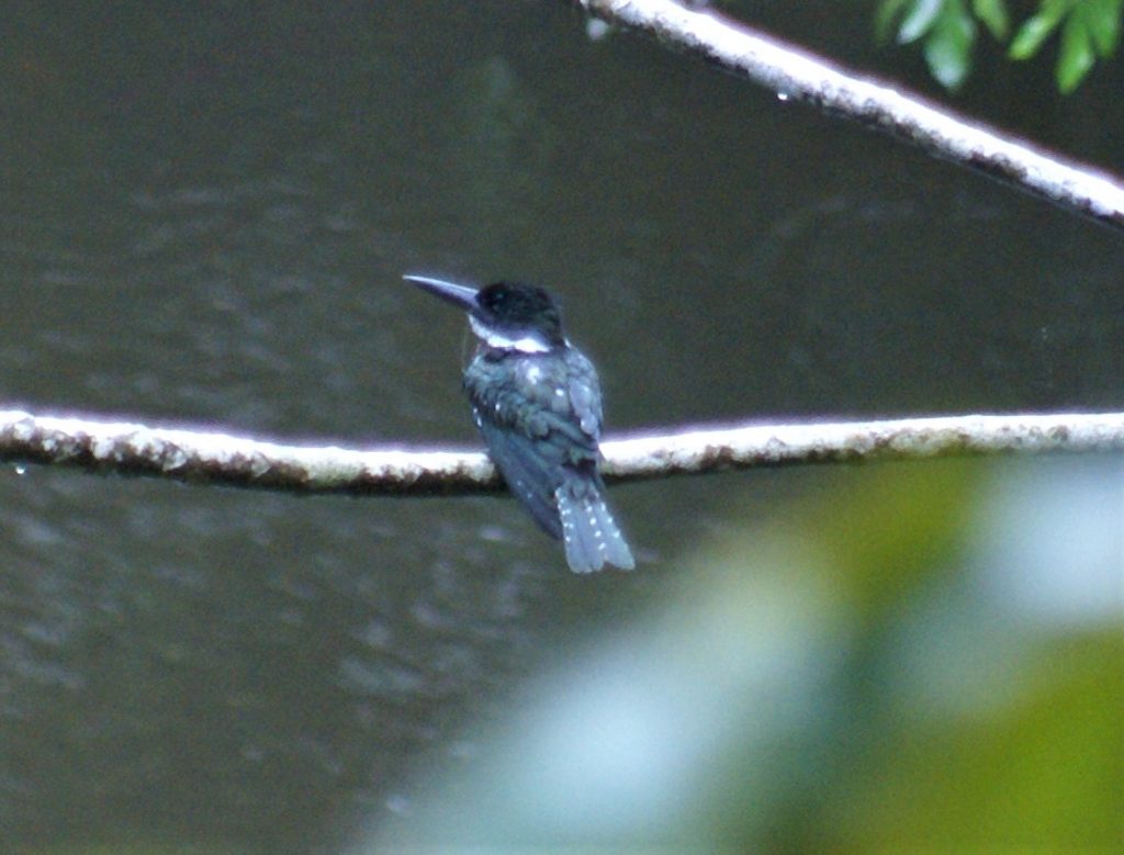 A blue bird looking in the distance
