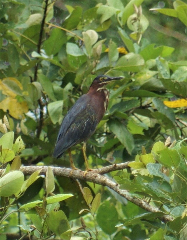 Bird perched on a tree