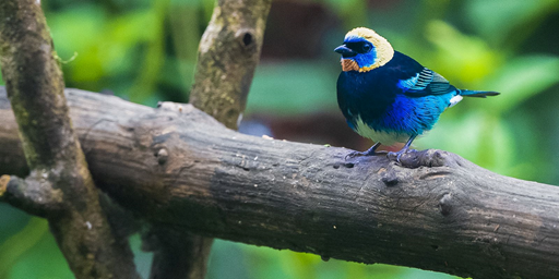 birds in Nicaragua