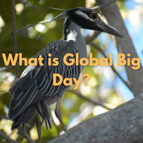 Birds global day Nicaragua