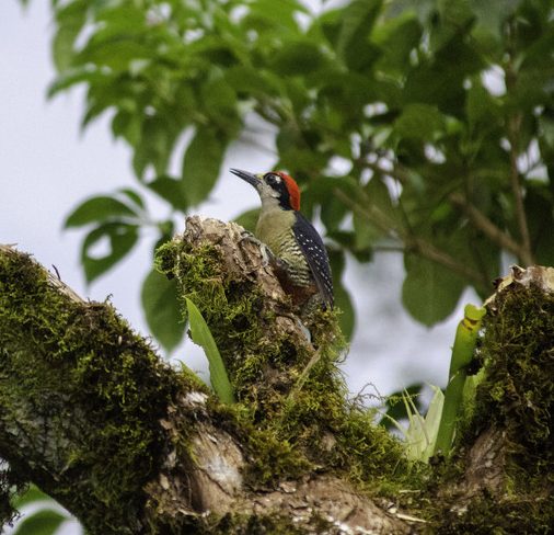 Black-cheeked Woodpecker bird Nicaragua