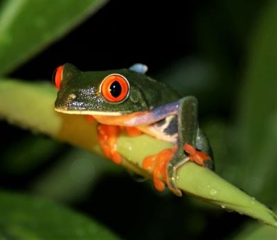 Frog