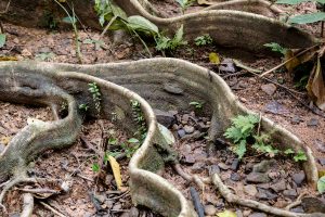 Conservation Sustainability and nature