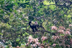 Mammals nature