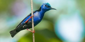 Birdwatching Nicaragua