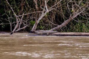 Amphibians & reptiles Nicaragua