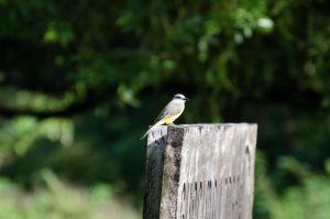 Bird on Guacimo Lodge
