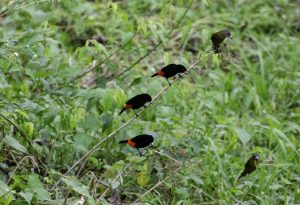 Birds Nicaragua