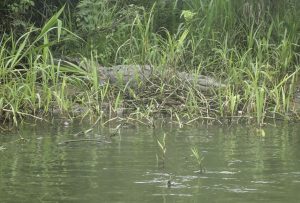 Crocodile Nicaragua