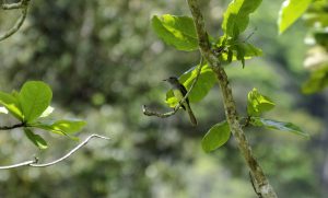 Colibri Nicaragua