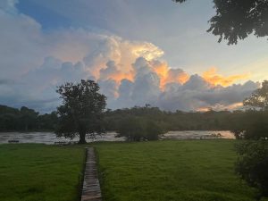 The Guacimo tree
